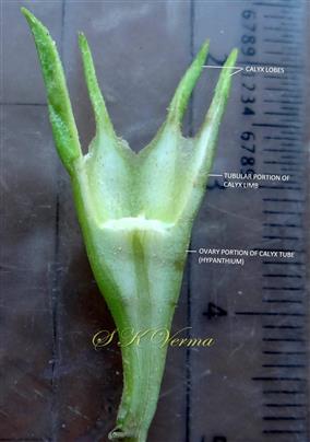 Hypanthium and Calyx lobes
